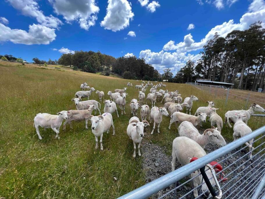 Amaroo With A View Set On A 50 Acre Hobby Farm Apartment Collinsvale Luaran gambar