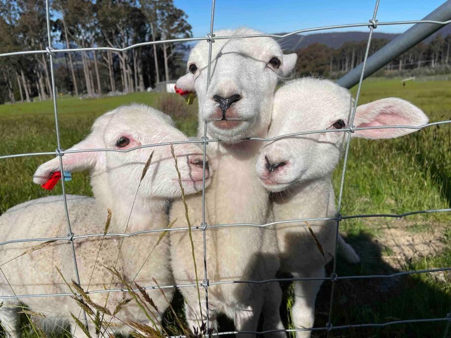 Amaroo With A View Set On A 50 Acre Hobby Farm Apartment Collinsvale Luaran gambar