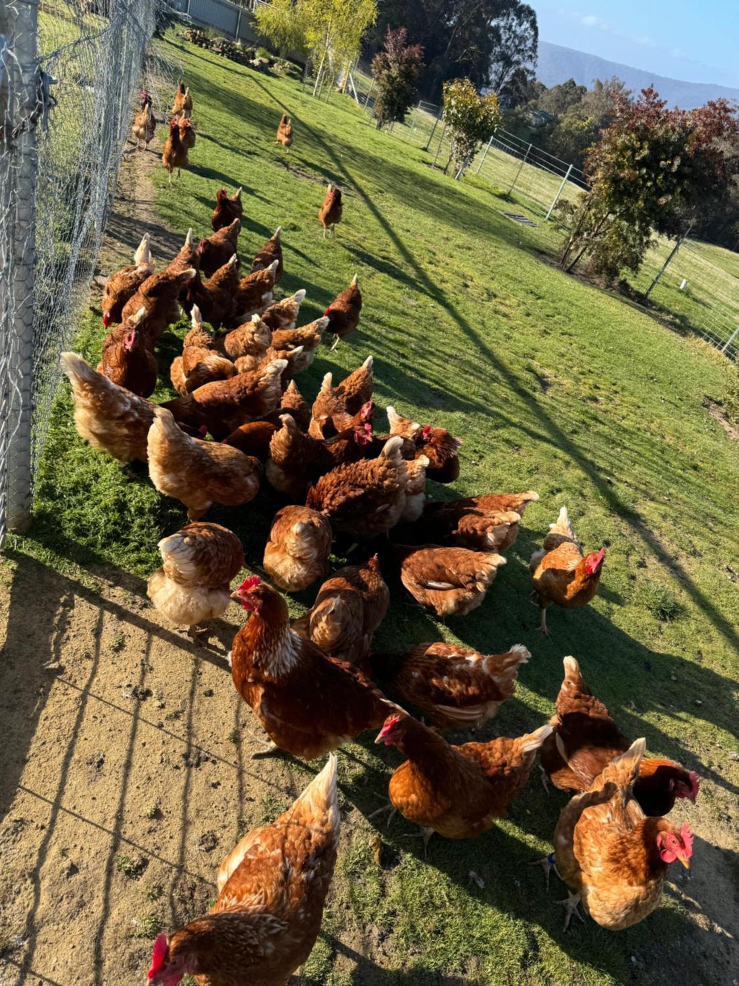 Amaroo With A View Set On A 50 Acre Hobby Farm Apartment Collinsvale Luaran gambar