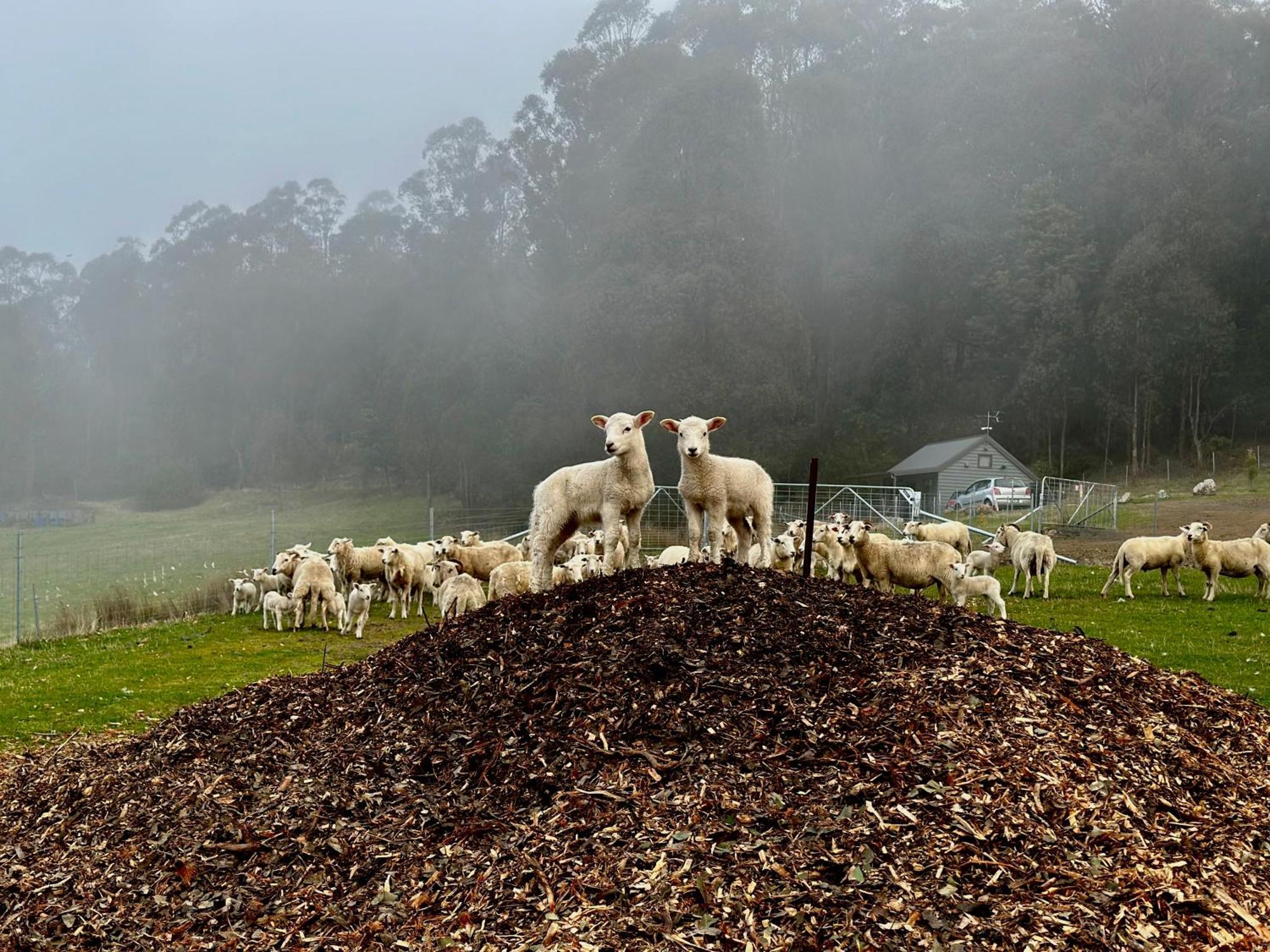 Amaroo With A View Set On A 50 Acre Hobby Farm Apartment Collinsvale Luaran gambar